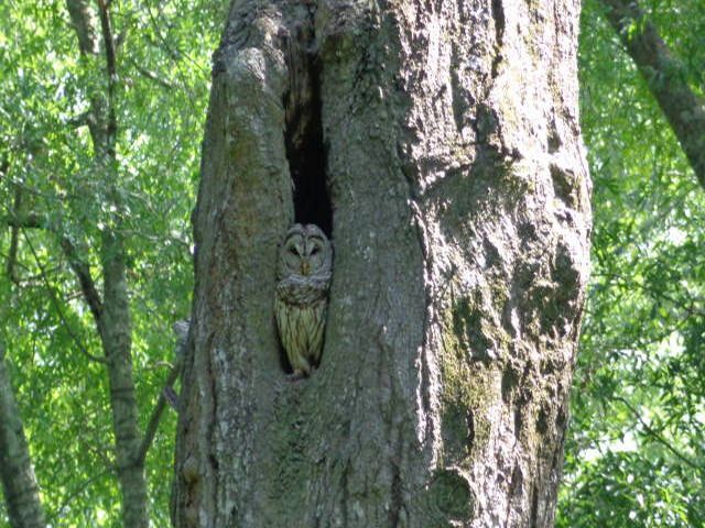 Wildlife in your own backyard